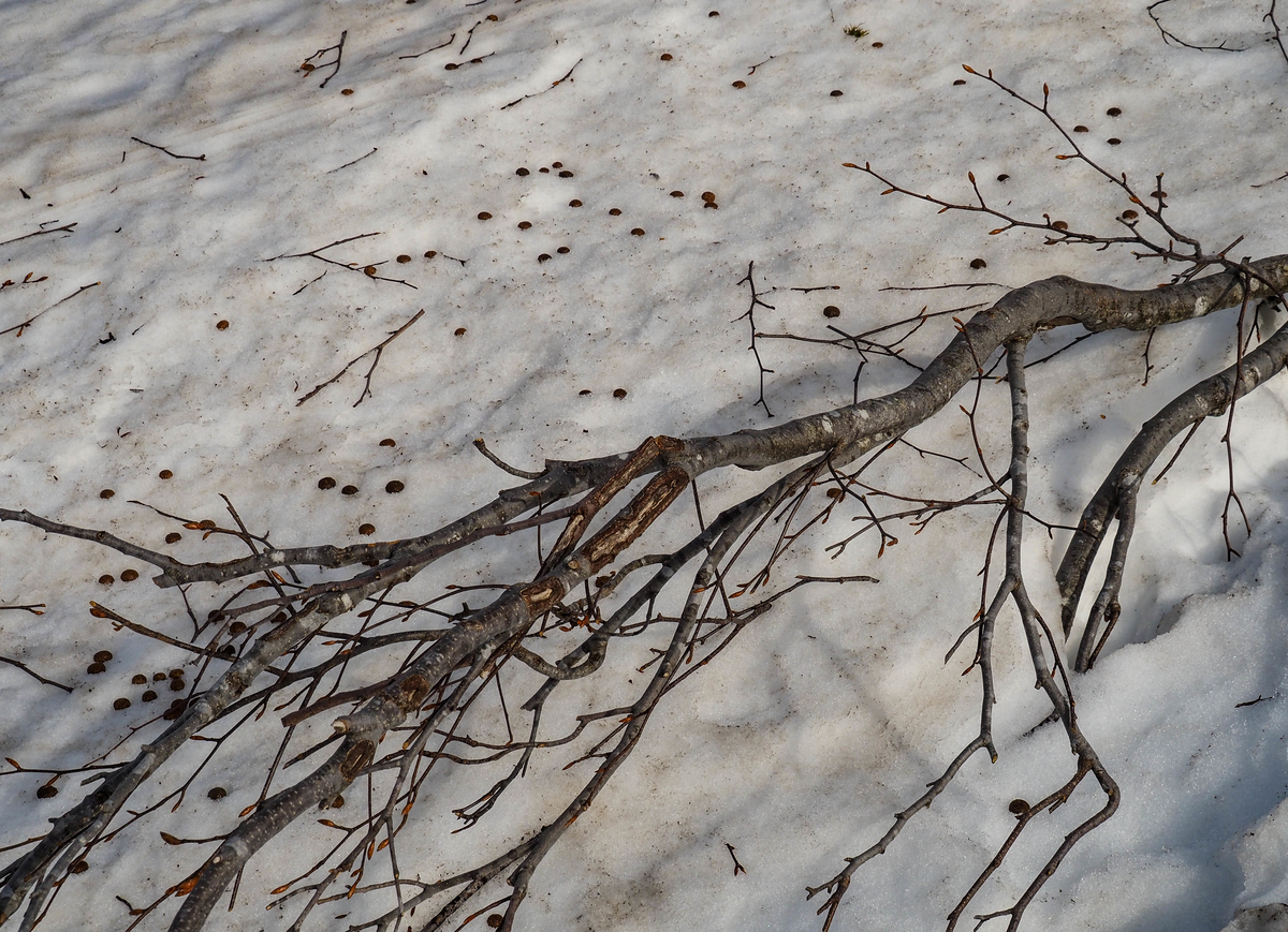 f:id:pft78526:20220413053612j:plain