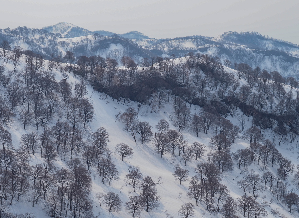 f:id:pft78526:20220413053653j:plain