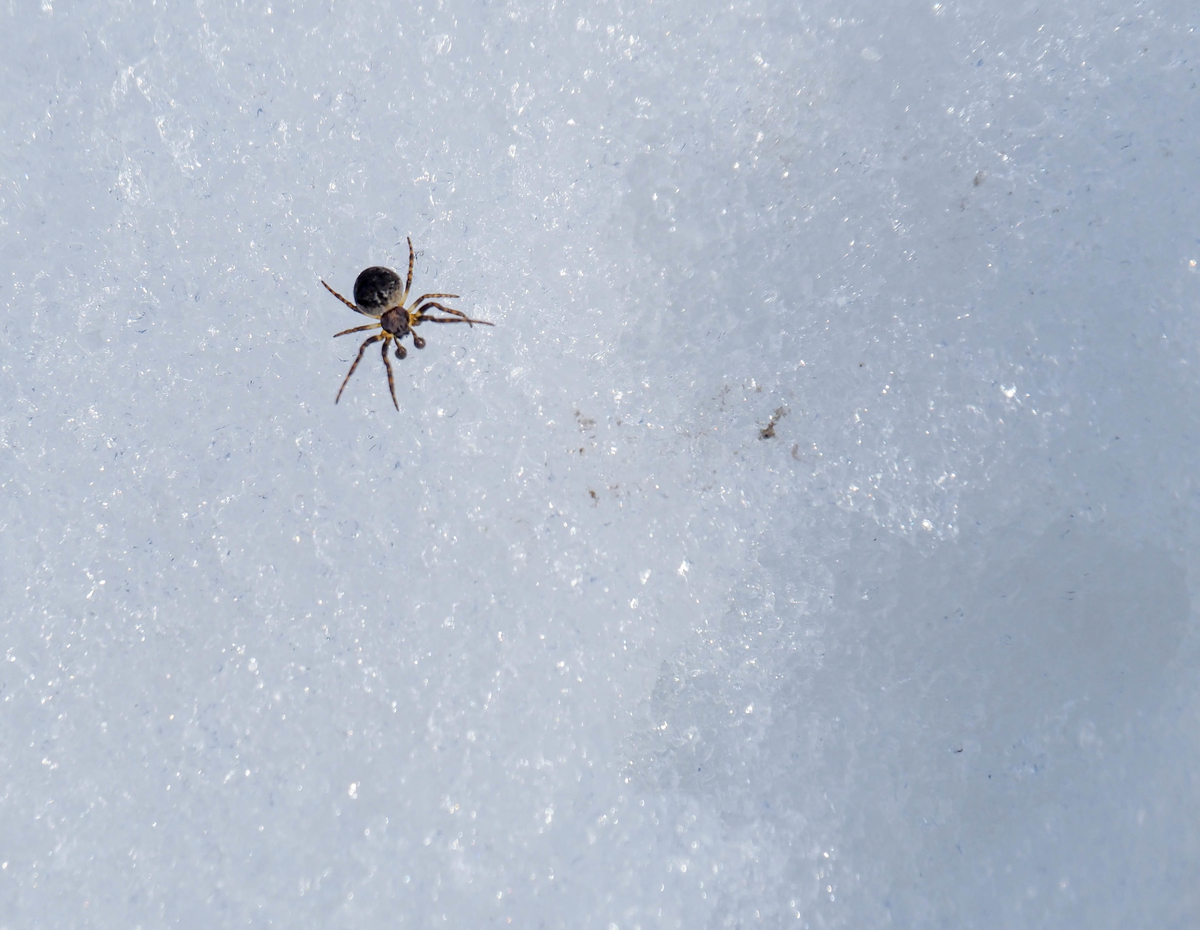 f:id:pft78526:20220413053726j:plain