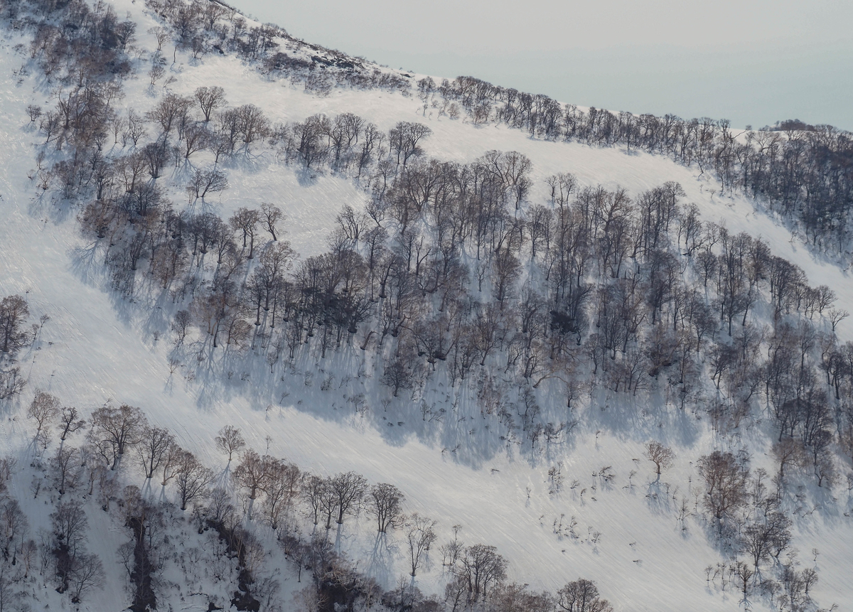 f:id:pft78526:20220413053827j:plain