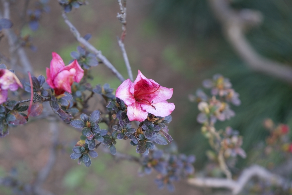 f:id:pggntuhnjs:20190119233146j:plain f:id:pggntuhnjs:20190119233146j:plain