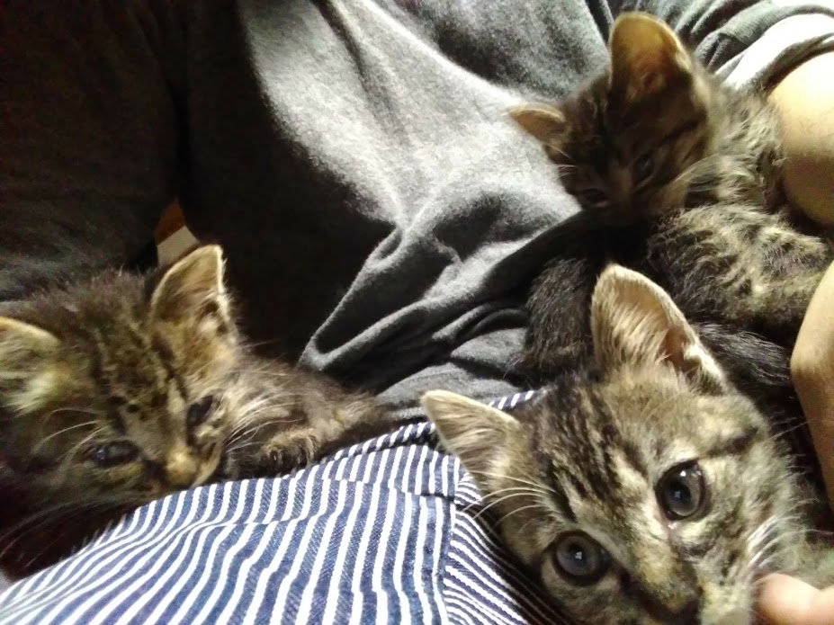 f:id:pha:20170716125910j:plain f:id:pha:20170716125910j:plain