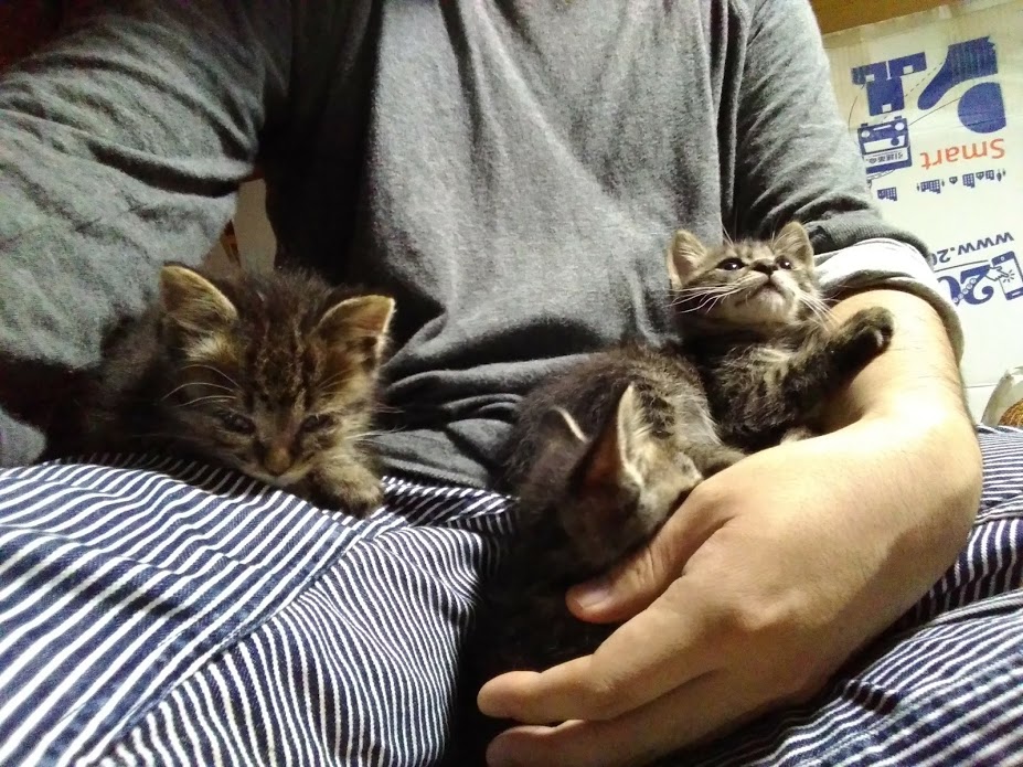 f:id:pha:20170716125937j:plain f:id:pha:20170716125937j:plain