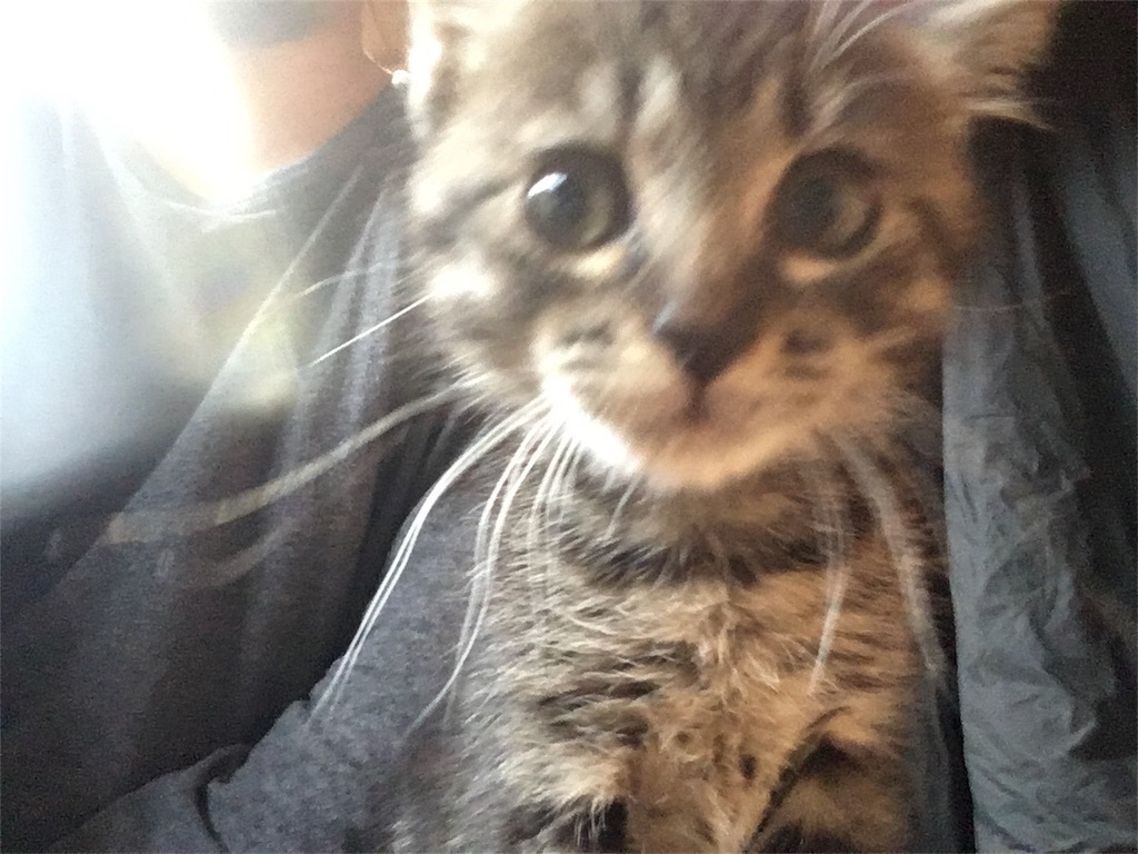 f:id:pha:20170722211217j:image f:id:pha:20170722211217j:image