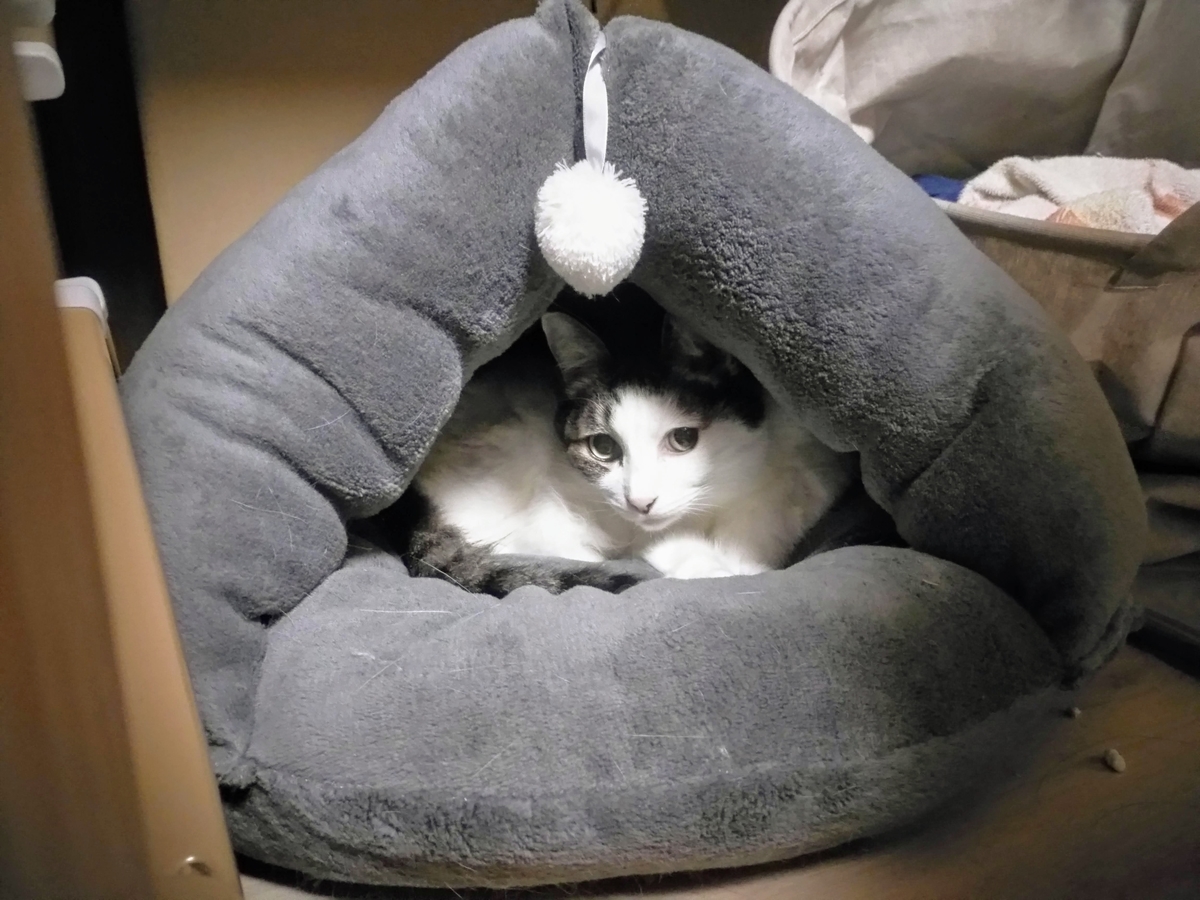 f:id:pha:20181224185358j:plain