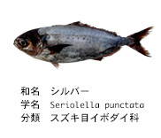 16年10月14日 シルバーの照り焼き 記憶より記録に残る Log