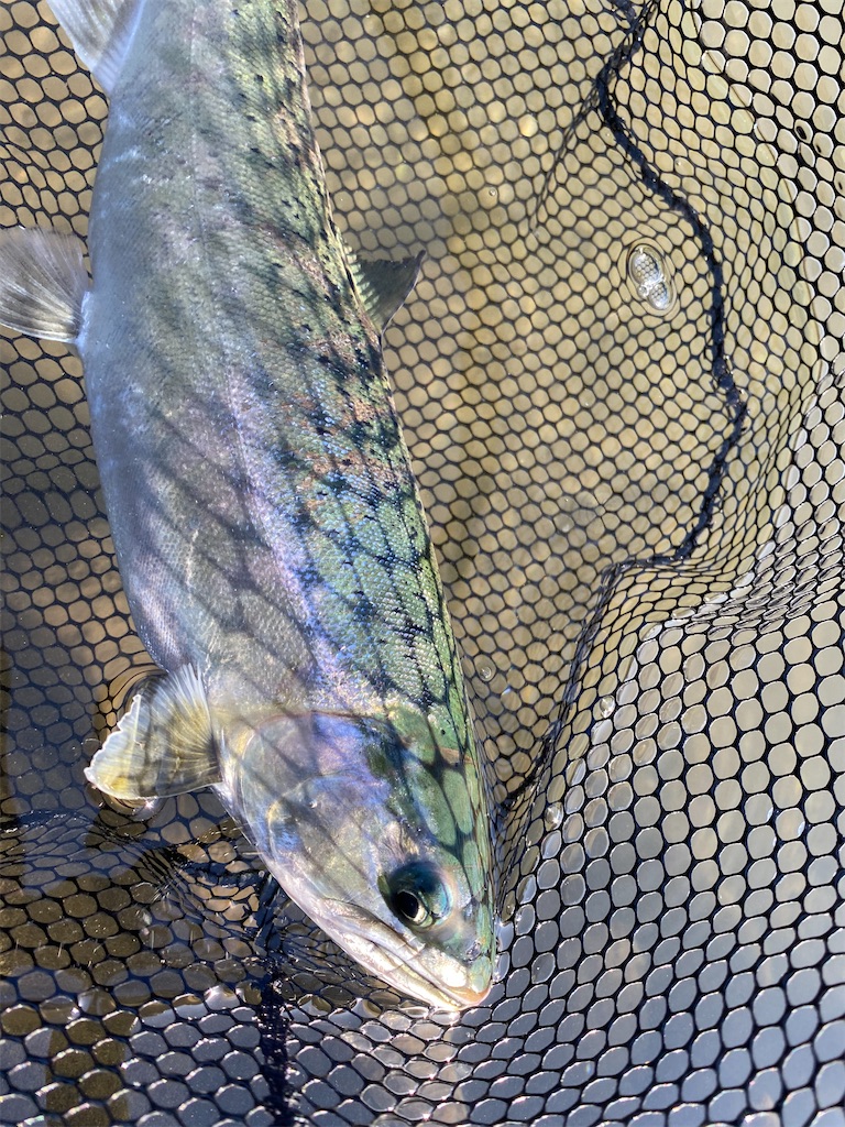 f:id:phantom_outdoor:20201125223300j:image f:id:phantom_outdoor:20201125223300j:image