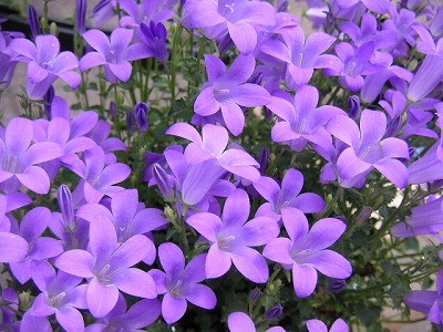 f:id:phantom_stone:20060612021458j:image