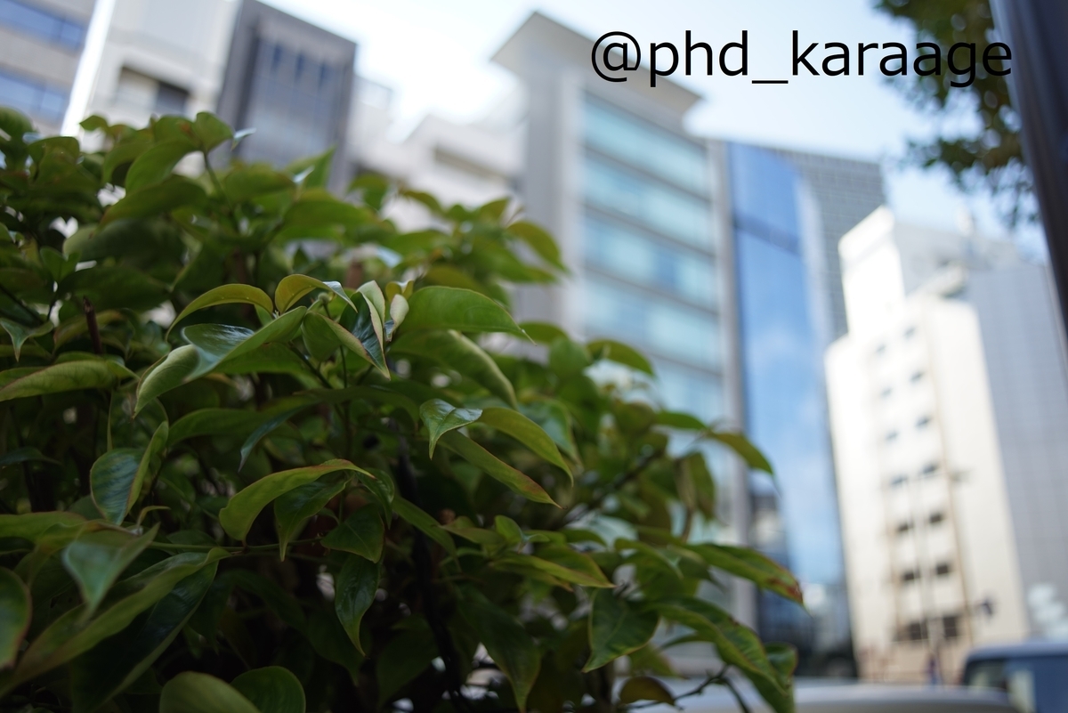 f:id:phd_karaage:20211219221329j:plain