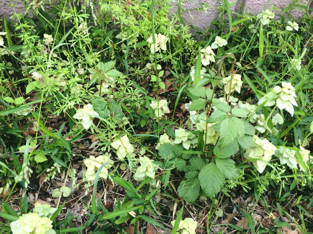 f:id:philo1985:20170502040533j:plain 自己 他者 移民 対話 コナトゥス