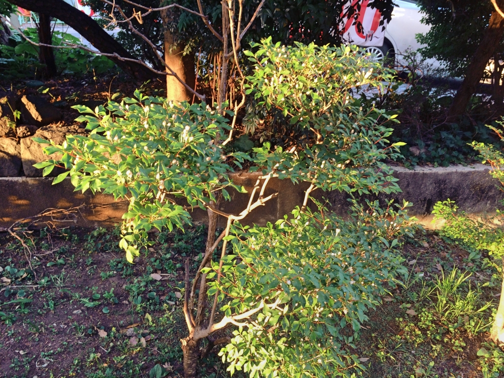 f:id:philo1985:20170512032039j:plain 傷 私秘性 真理 苦しみ 人間存在 コギト 痛み 対話
