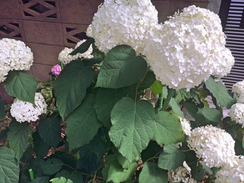 f:id:philo1985:20170627064825j:plain f:id:philo1985:20170627064825j:plain