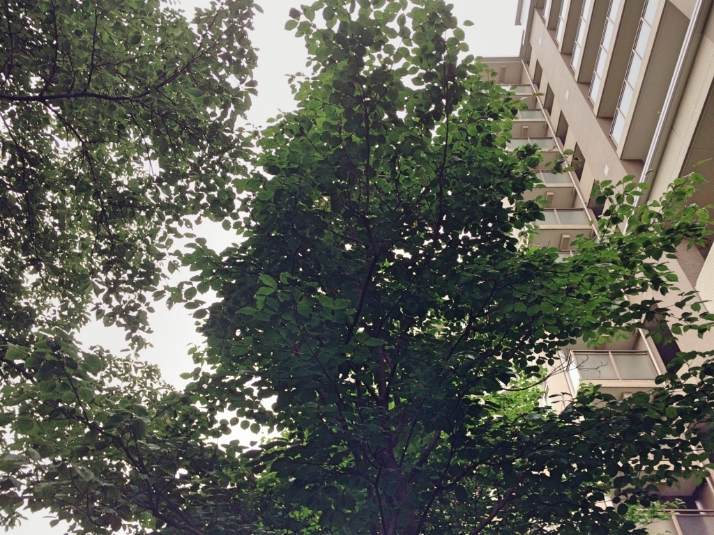 f:id:philo1985:20170703024558j:plain バビロン東京 ハードコア哲学者 ユーチューバー哲学者