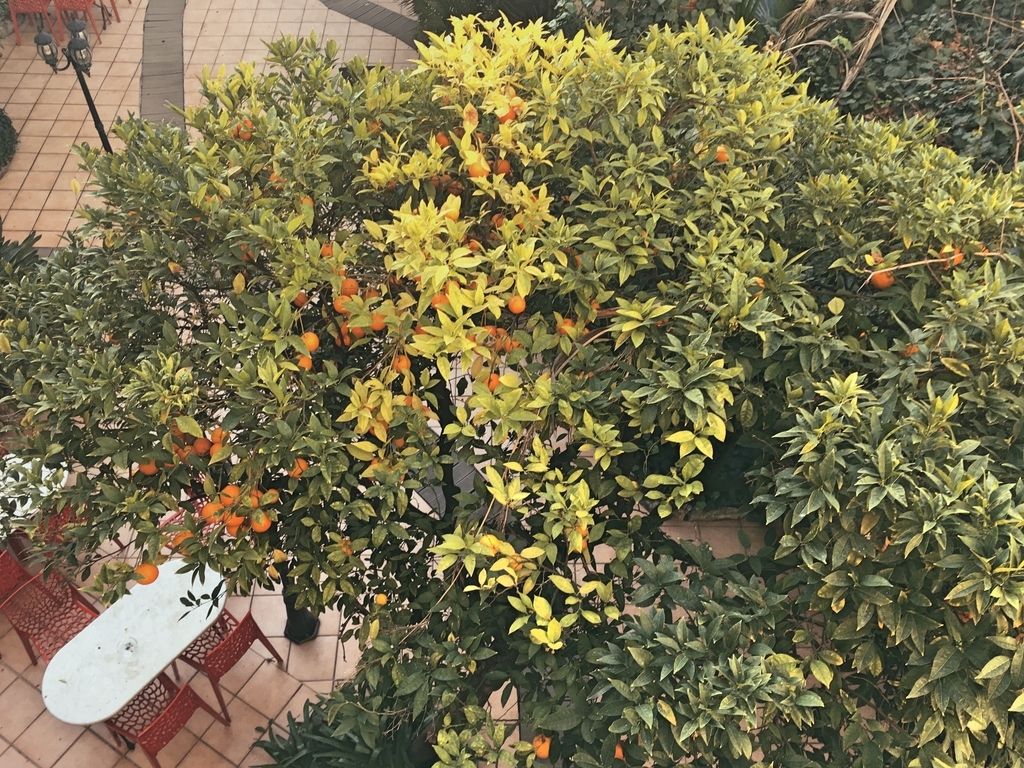 f:id:philo1985:20190105082256j:plain 自己への配慮 隣人愛 ダブル・クォーター・パウンダー・チーズ マックフルーリー ポテト 朝マック ラーメン二郎 哲学者 他者