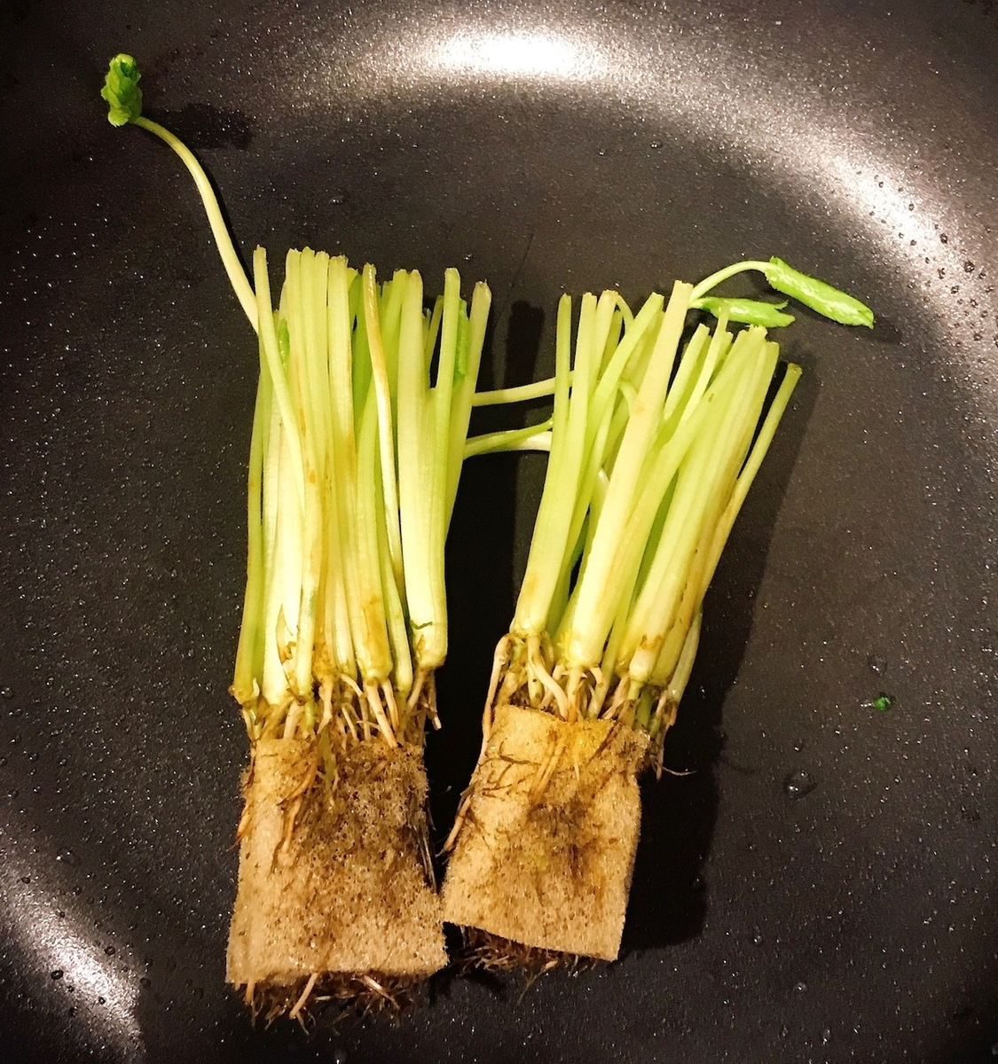 リボベジ 再生野菜 に挑戦 三つ葉編 一人暮らしアラフィフ独身 女 の人生ゆるゆるサバイバル 早期退職を夢見て節約 貯蓄ときどき投資 リボベジ 再生野菜 に挑戦 三つ葉編 一人暮らしアラフィフ独身 女 の人生ゆるゆるサバイバル 早期退職を夢見て節約 貯蓄ときどき投資
