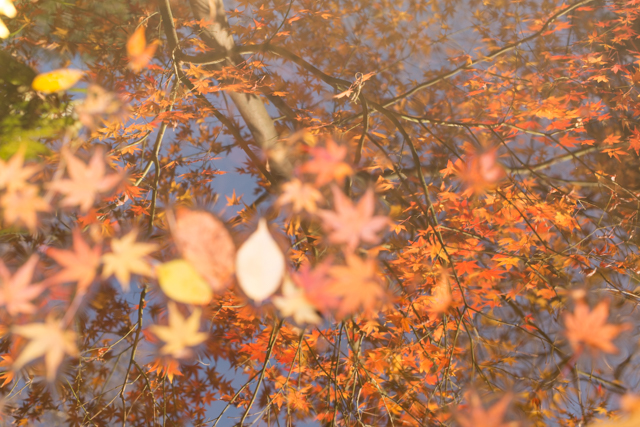 f:id:photo-fmichiyo:20161224192535j:plain