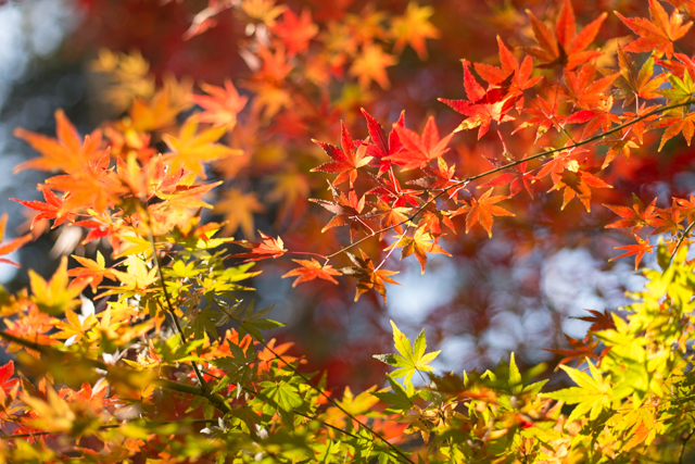 f:id:photo-fmichiyo:20161224195122j:plain