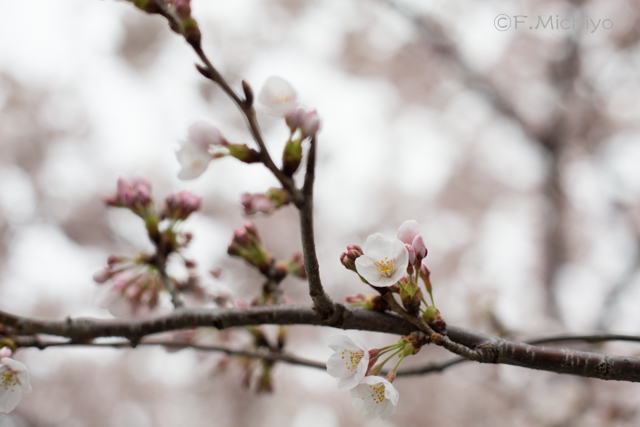 f:id:photo-fmichiyo:20170409033129j:plain
