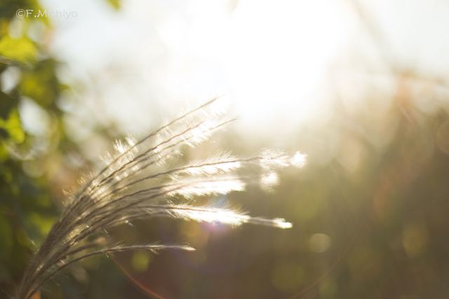 f:id:photo-fmichiyo:20210117014640j:plain