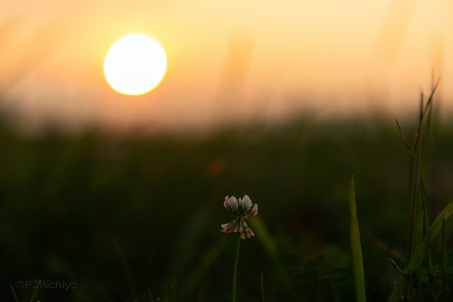 f:id:photo-fmichiyo:20210117014648j:plain