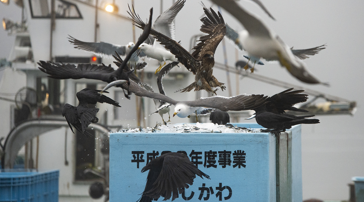 f:id:photo-k:20190524115303j:plain