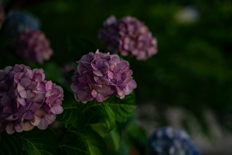 紫陽花を撮影する際のコツを自分なりにいろいろ試してみた ふぉとの輪 紫陽花を撮影する際のコツを自分なりにいろいろ試してみた ふぉとの輪