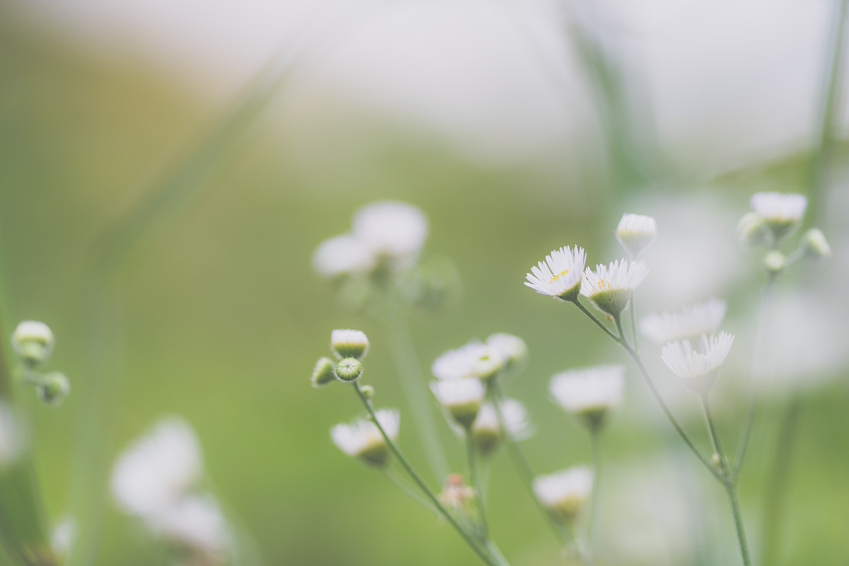 f:id:photo-no-wa:20201014221758j:plain