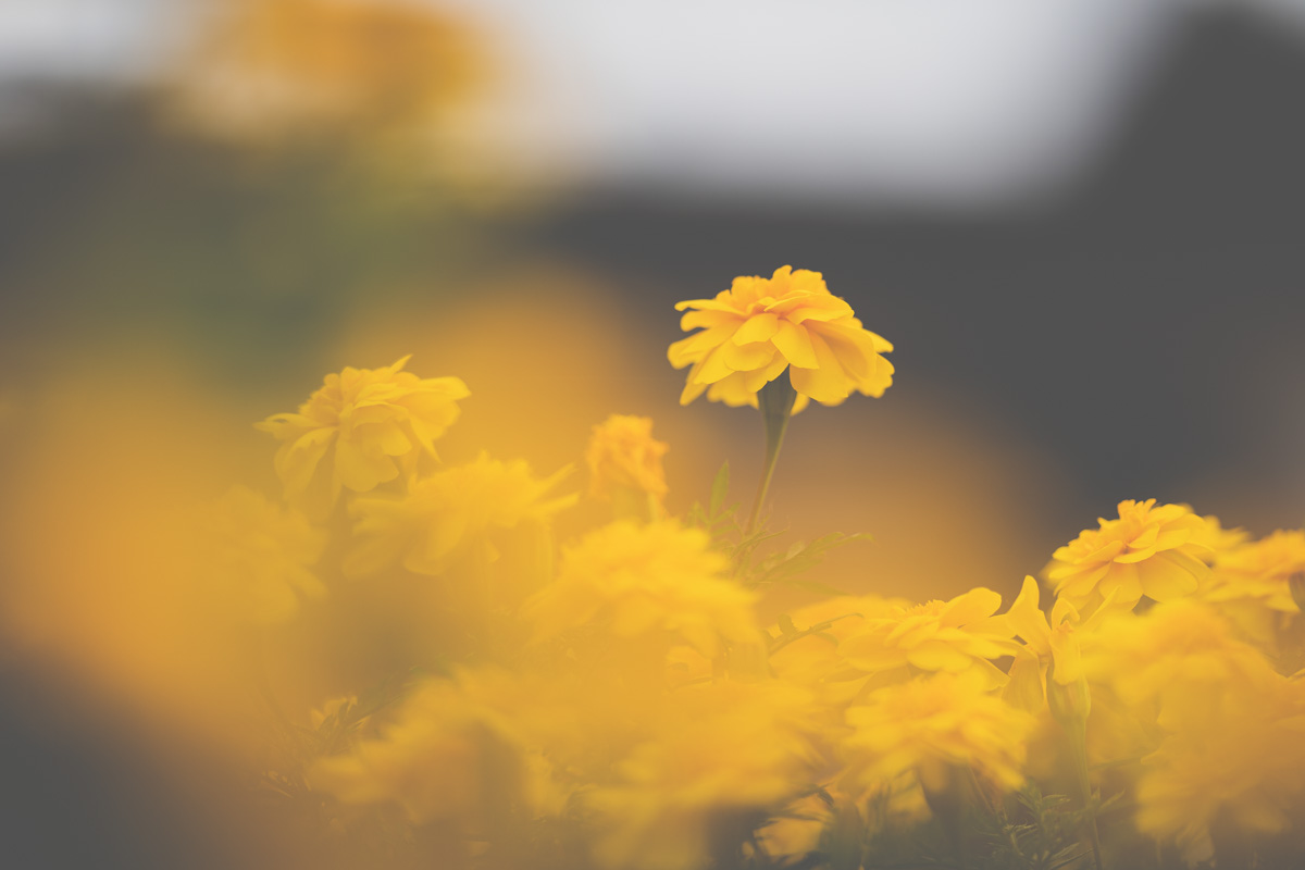 f:id:photo-no-wa:20201014222618j:plain