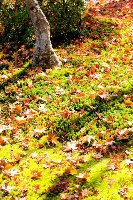 f:id:photo0321:20091126124929j:image