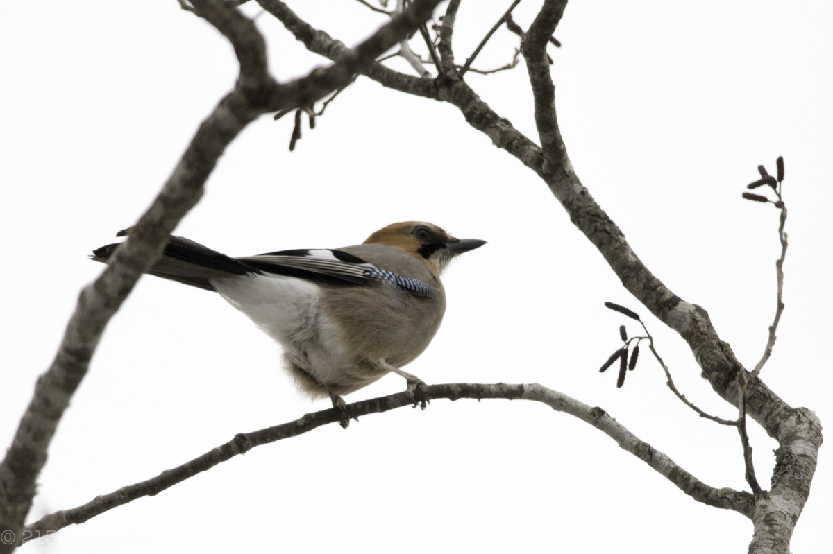 f:id:photo213:20200412150249j:plain
