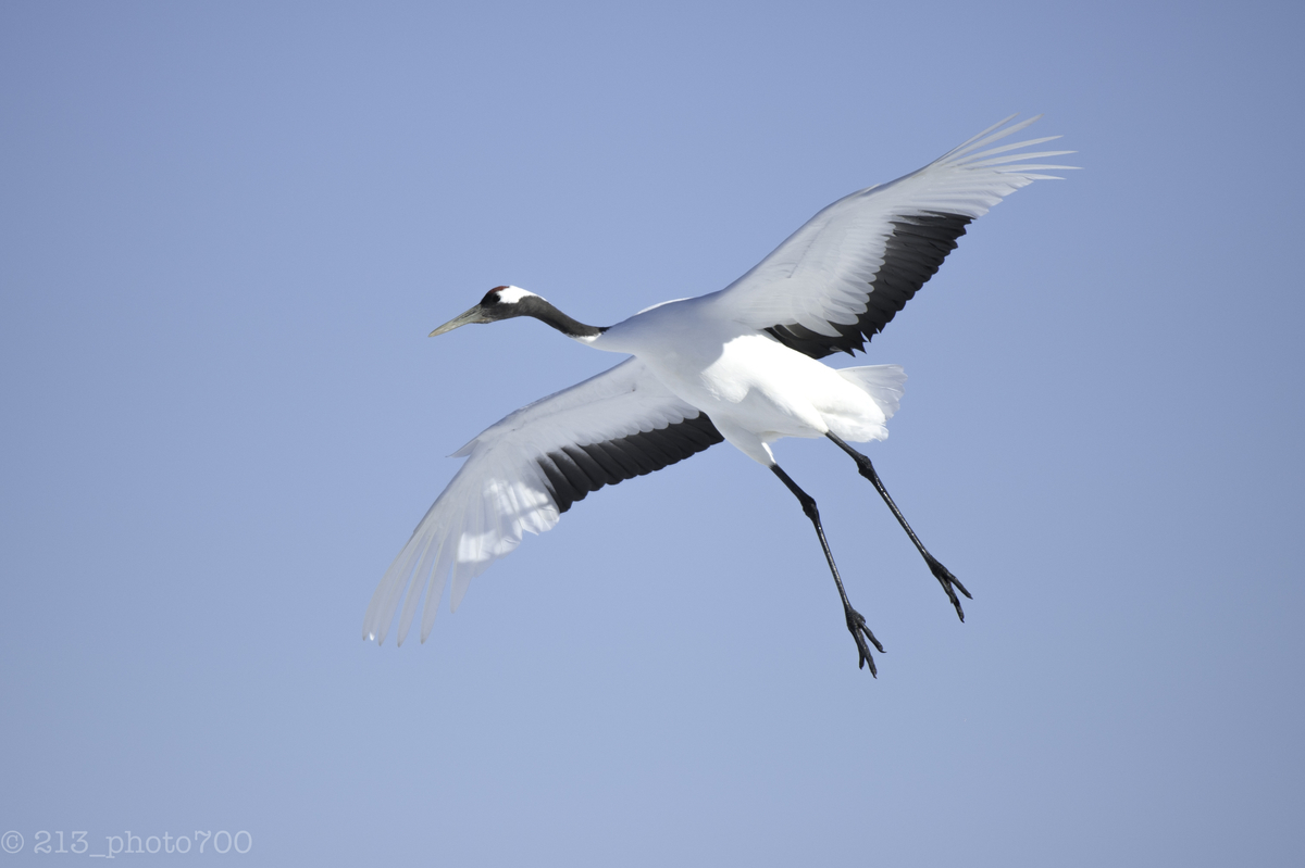 f:id:photo213:20200412173337j:plain f:id:photo213:20200412173337j:plain