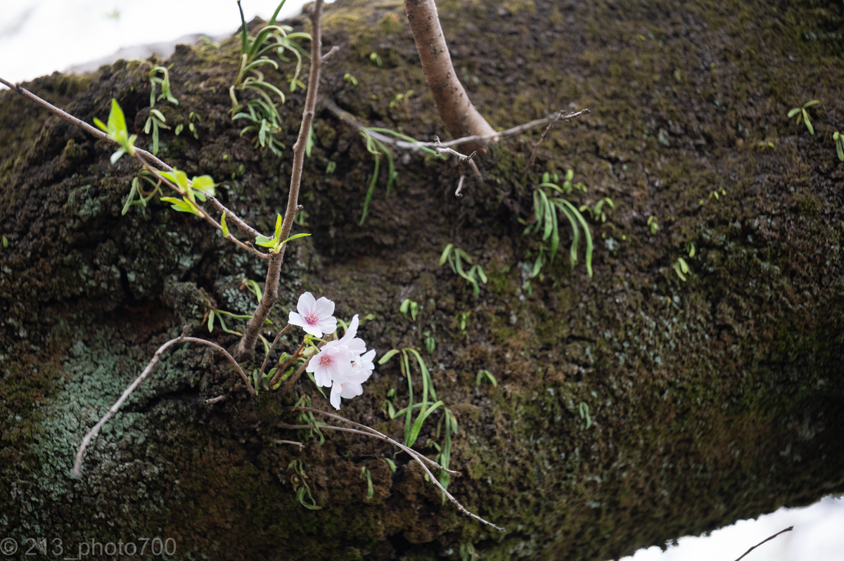f:id:photo213:20210329233512j:plain