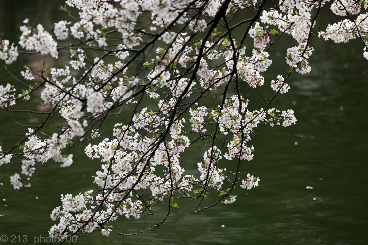 f:id:photo213:20210329233942j:plain