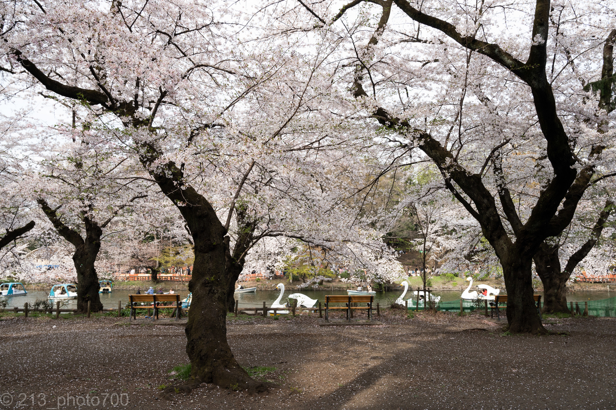 f:id:photo213:20210329234709j:plain