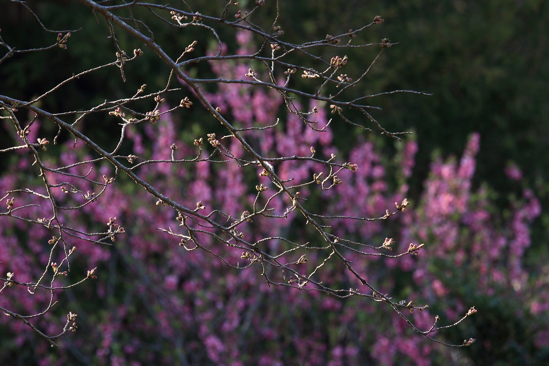 f:id:photo443:20200317152216j:plain