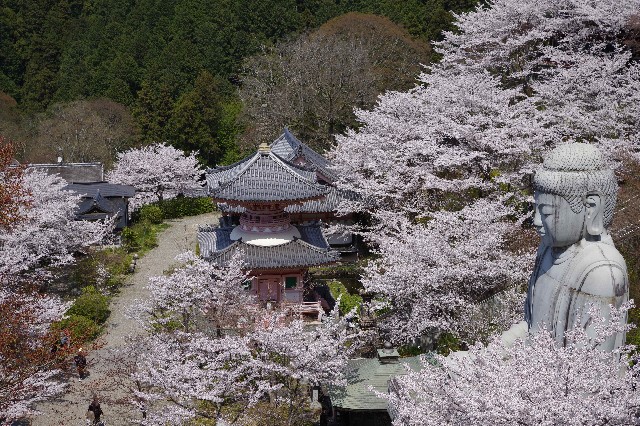 f:id:photo77:20250412175640j:image f:id:photo77:20250412175640j:image