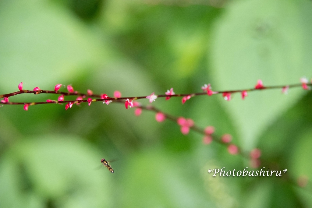 f:id:photobashiru:20180928024808j:plain