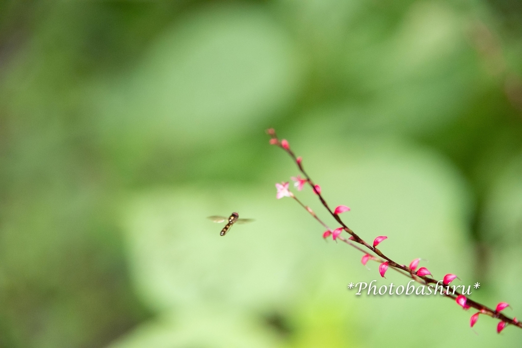 f:id:photobashiru:20180928024952j:plain