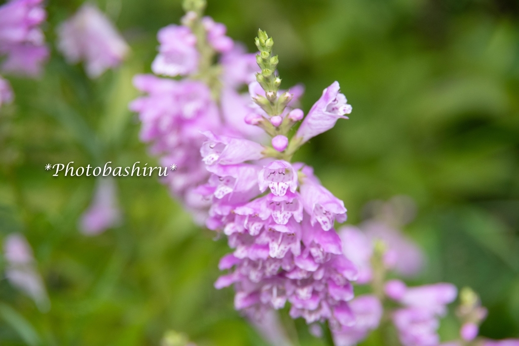 f:id:photobashiru:20180928025236j:plain