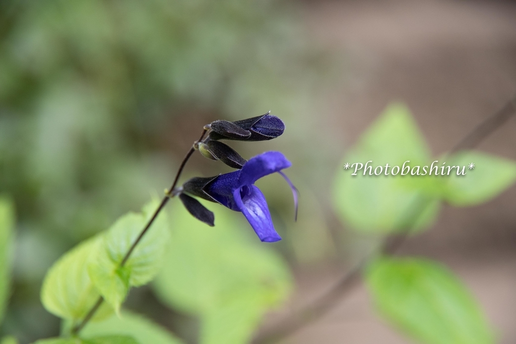 f:id:photobashiru:20180928025329j:plain