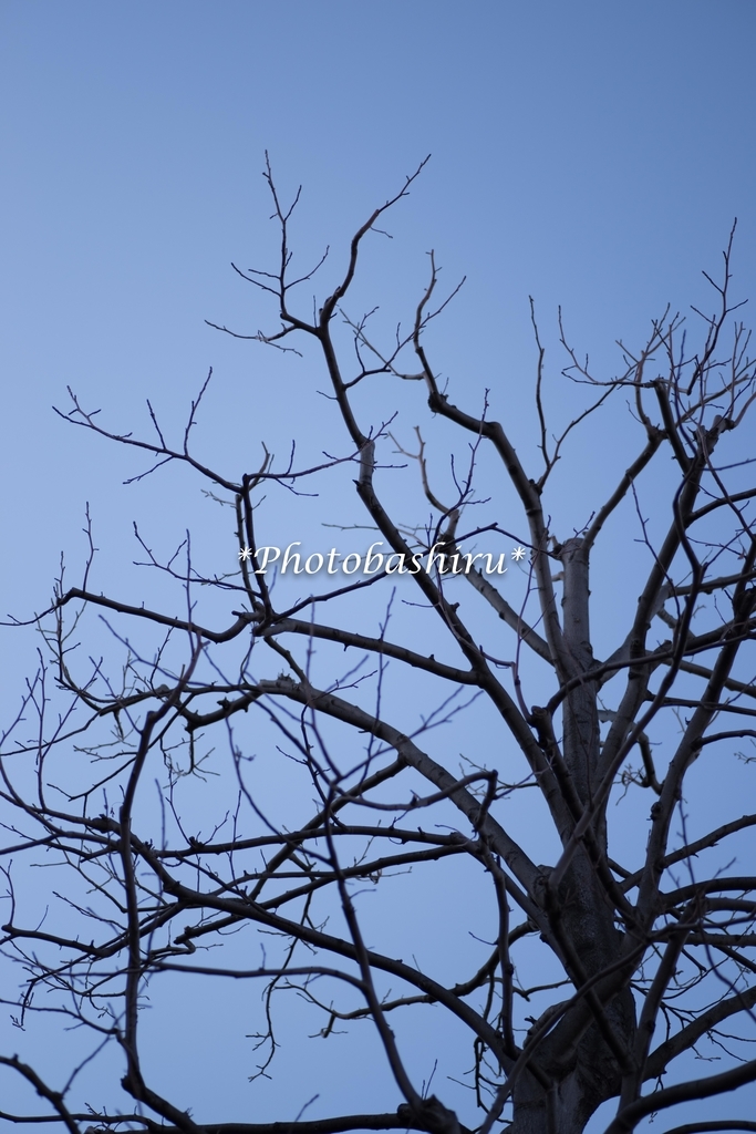 f:id:photobashiru:20181002003209j:plain