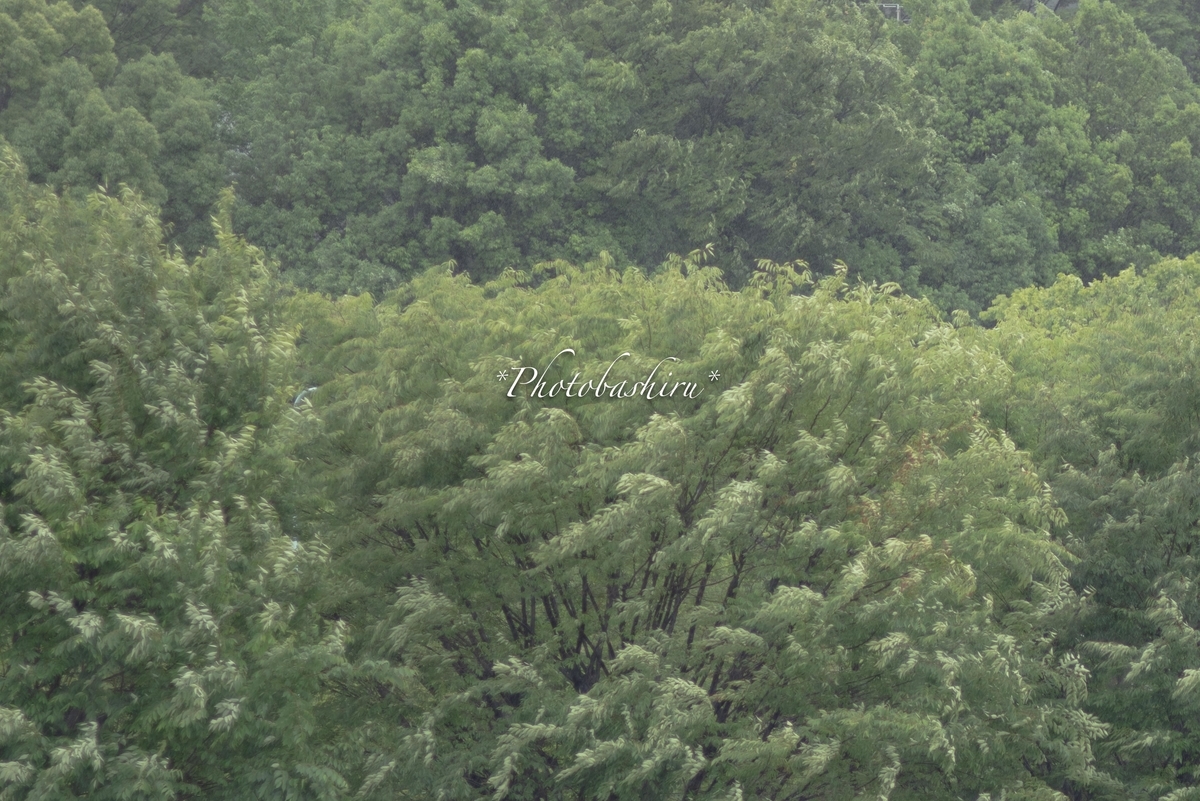 f:id:photobashiru:20190616190200j:plain