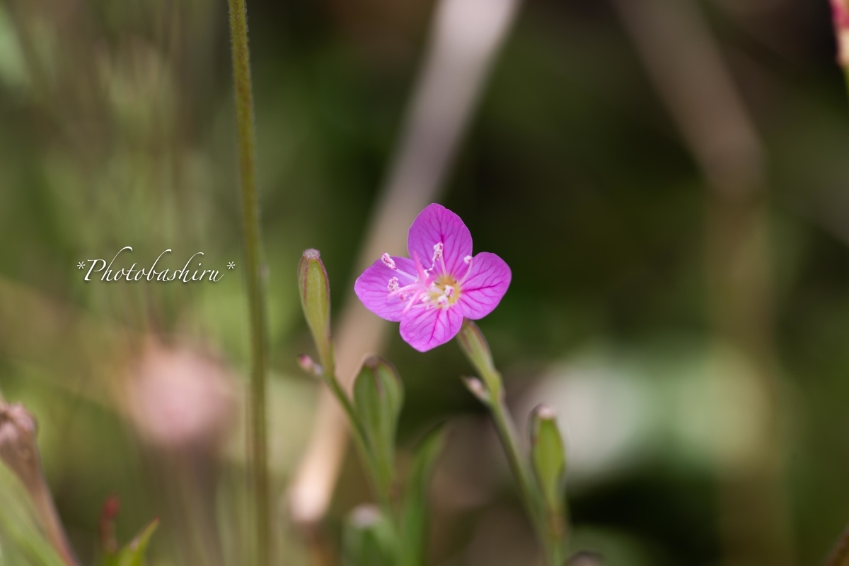 f:id:photobashiru:20190616205937j:plain