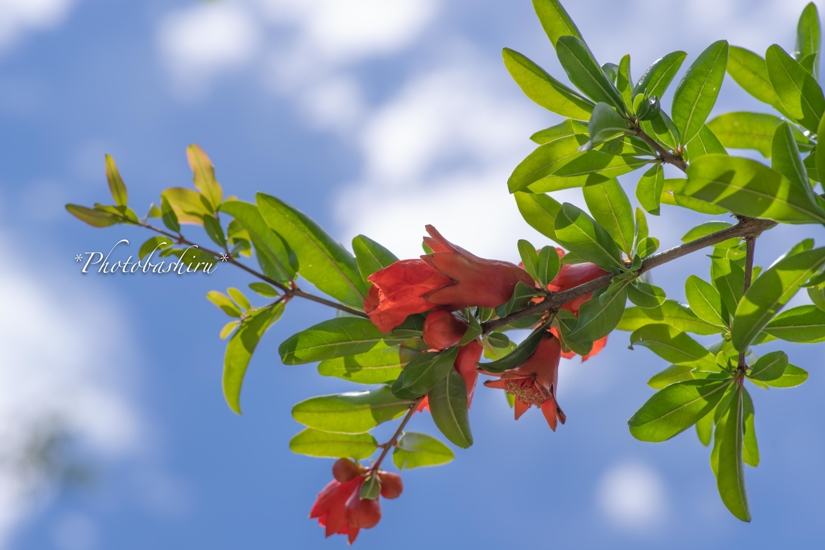 f:id:photobashiru:20190616210036j:plain