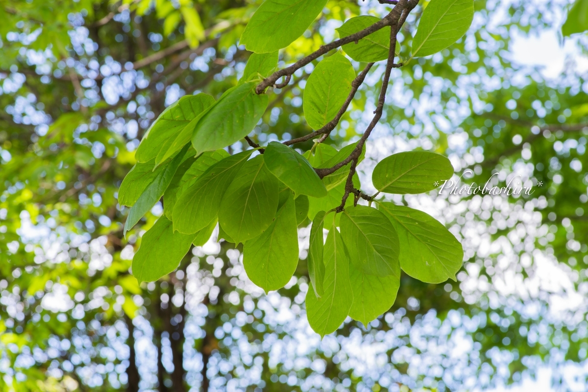 f:id:photobashiru:20190616210120j:plain