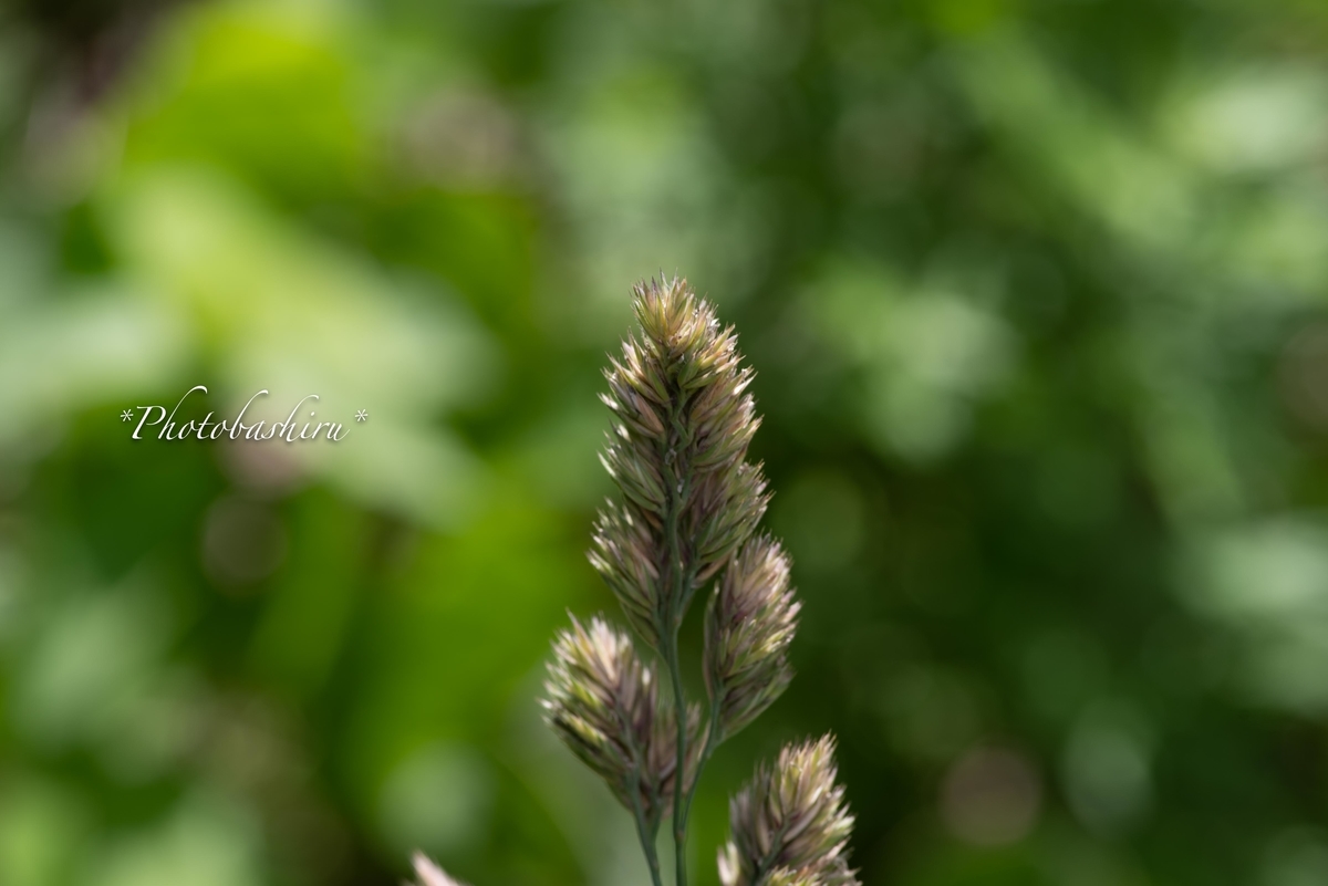 f:id:photobashiru:20190616210146j:plain