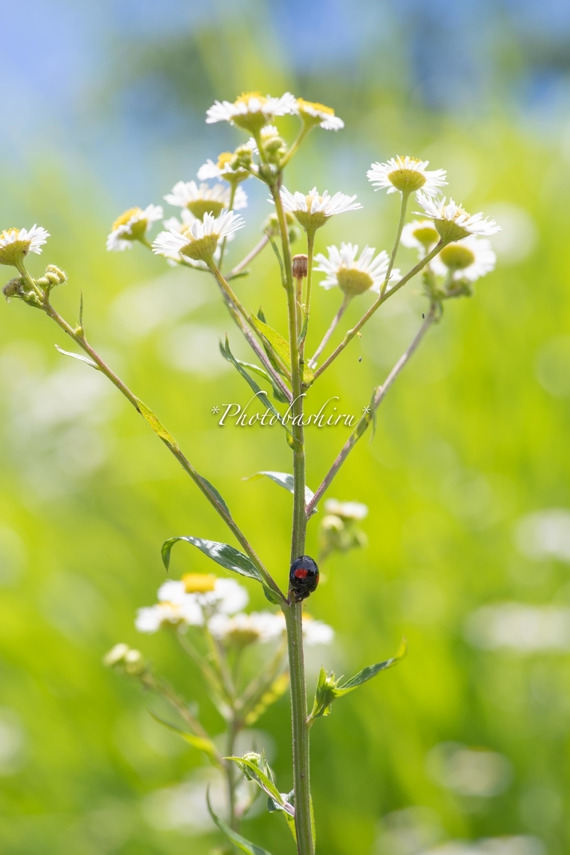 f:id:photobashiru:20190616210307j:plain