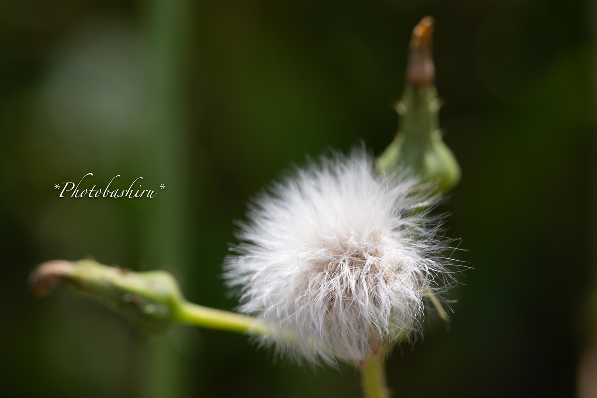 f:id:photobashiru:20190616210334j:plain