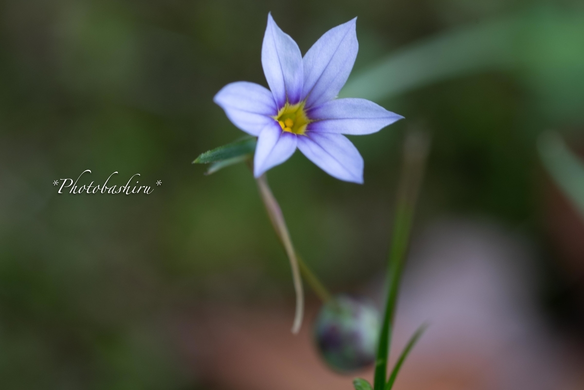 f:id:photobashiru:20190616210400j:plain