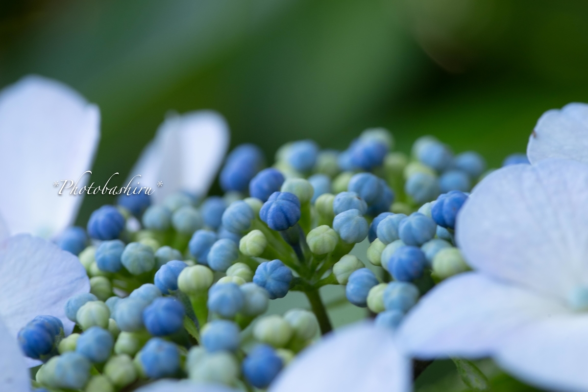 f:id:photobashiru:20190616210428j:plain